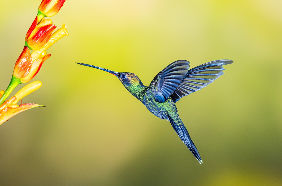 White-whiskered Hermit - ML638239236