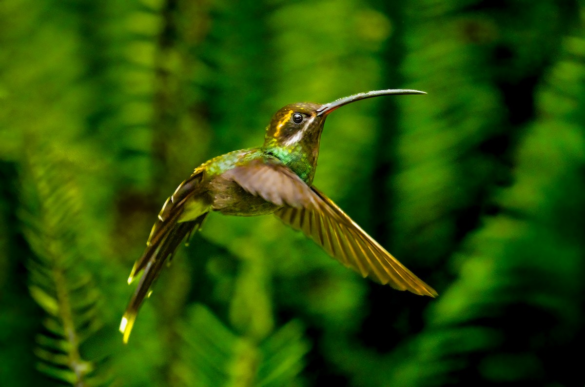 White-whiskered Hermit - ML638239237