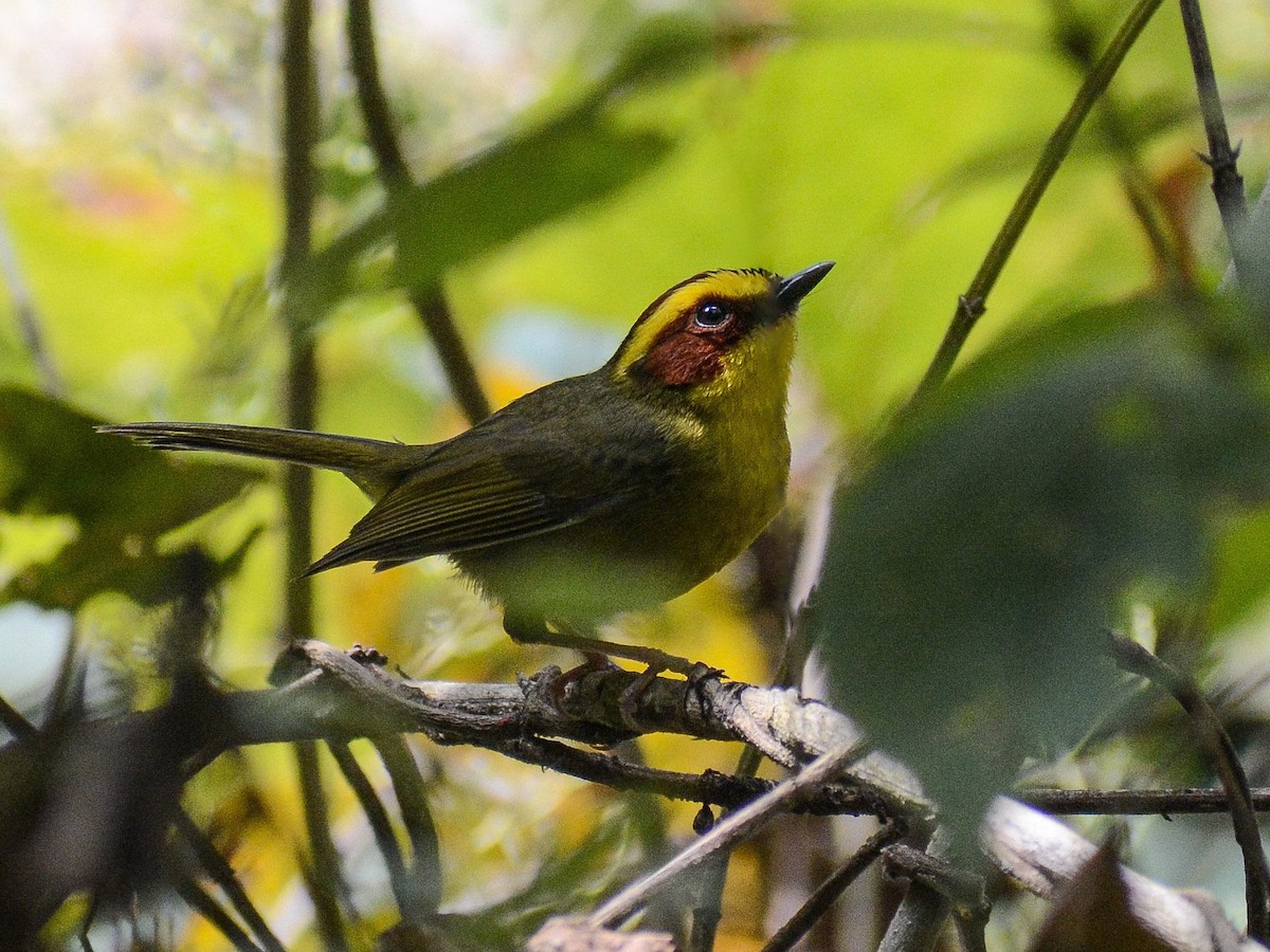 Golden-browed Warbler - ML638239241