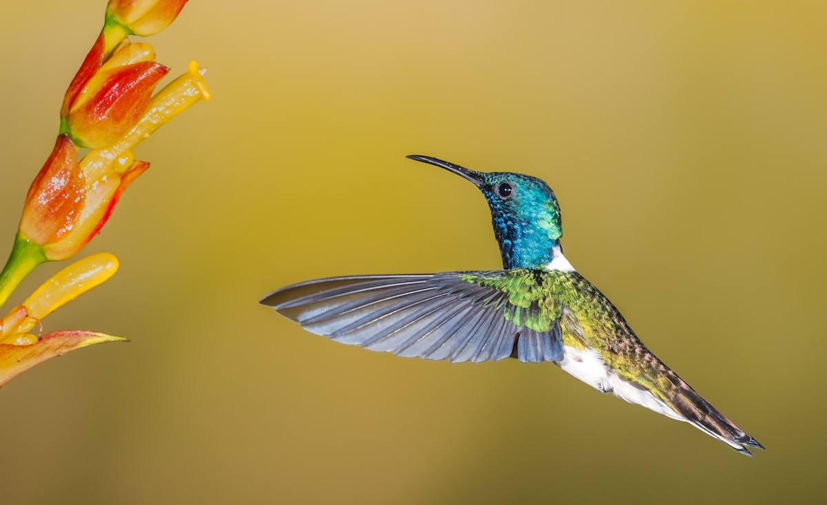 White-necked Jacobin - ML638239253