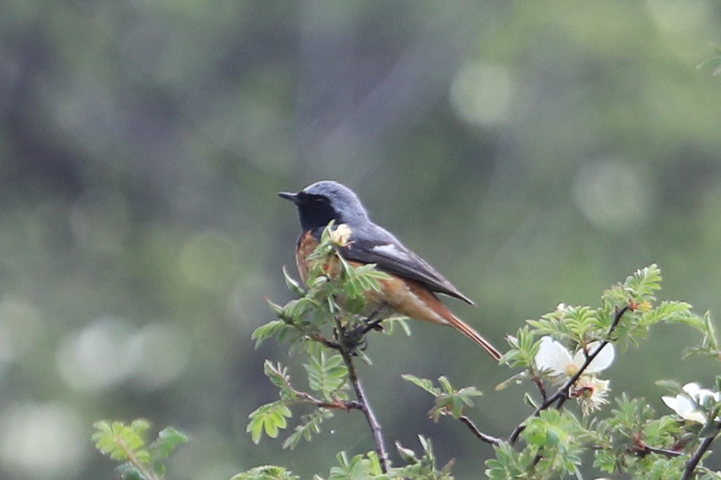 Hodgson's Redstart - ML638239255