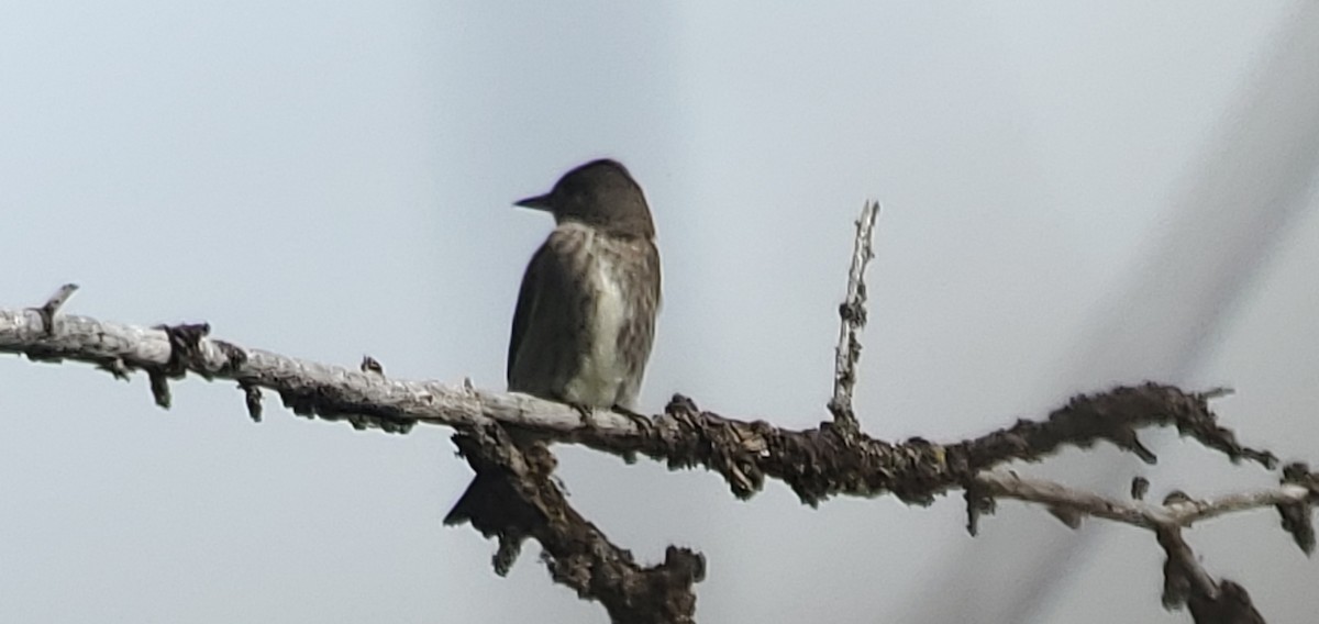 Olive-sided Flycatcher - ML638239266