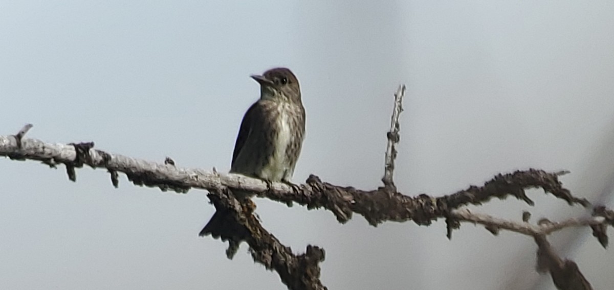 Olive-sided Flycatcher - ML638239290