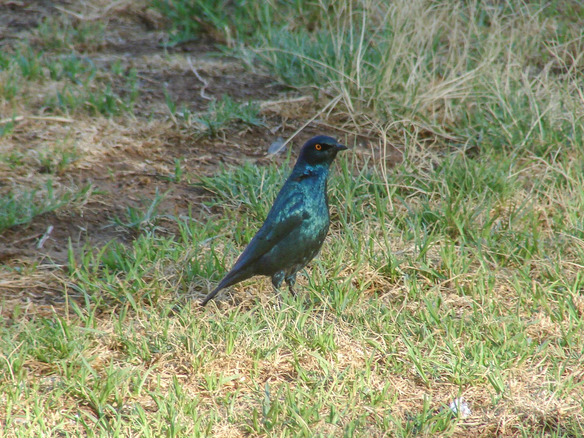 Cape Starling - ML638239316