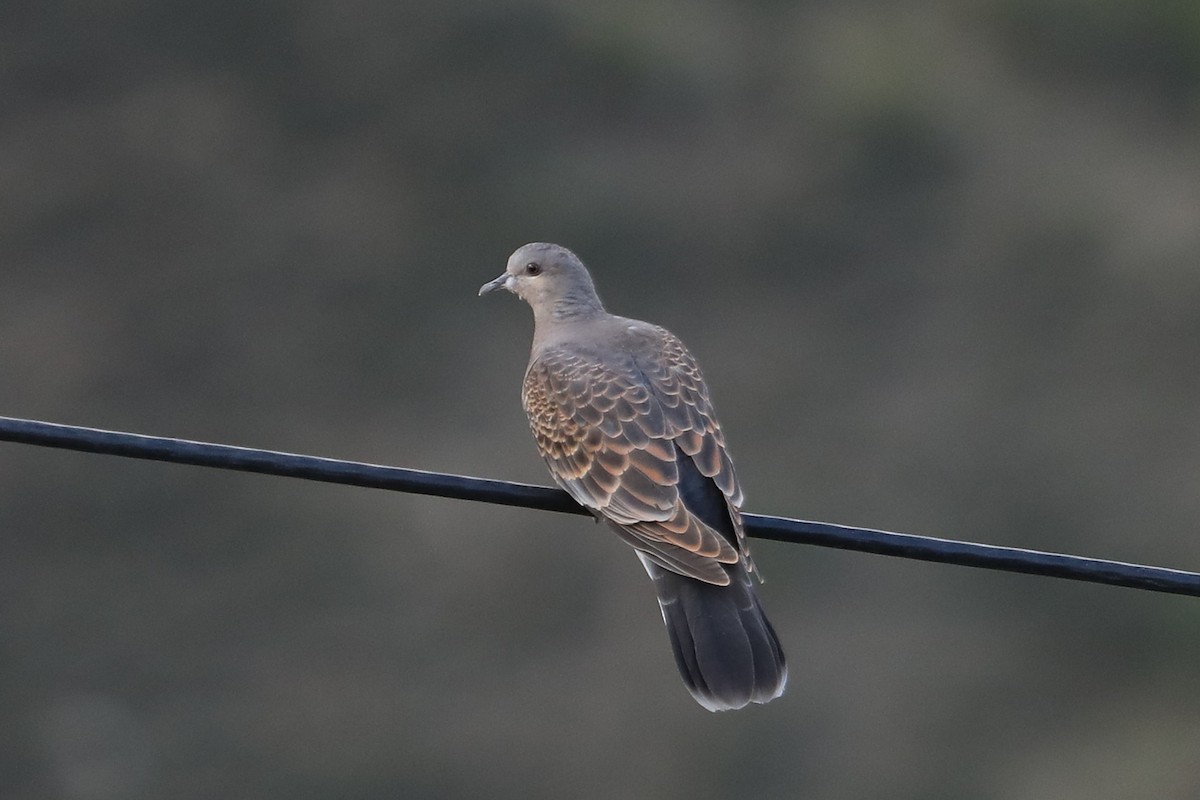 Oriental Turtle-Dove - ML638239317