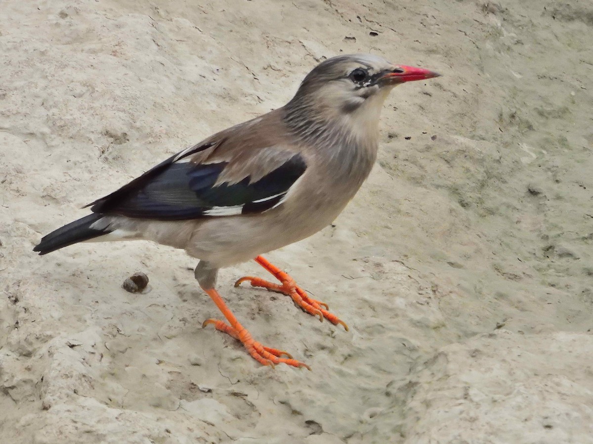 Red-billed Starling - ML638239319