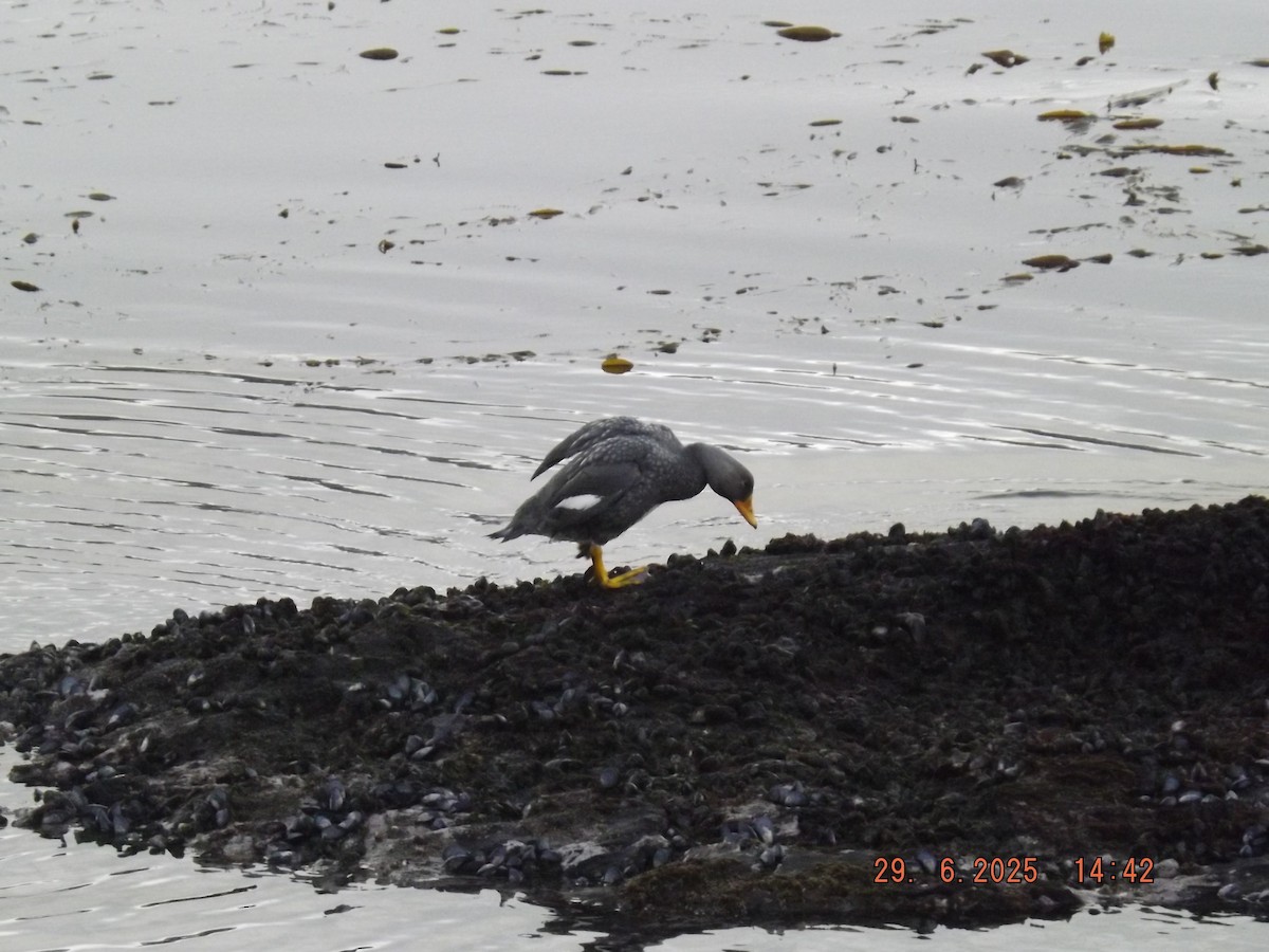 Flightless Steamer-Duck - ML638239324