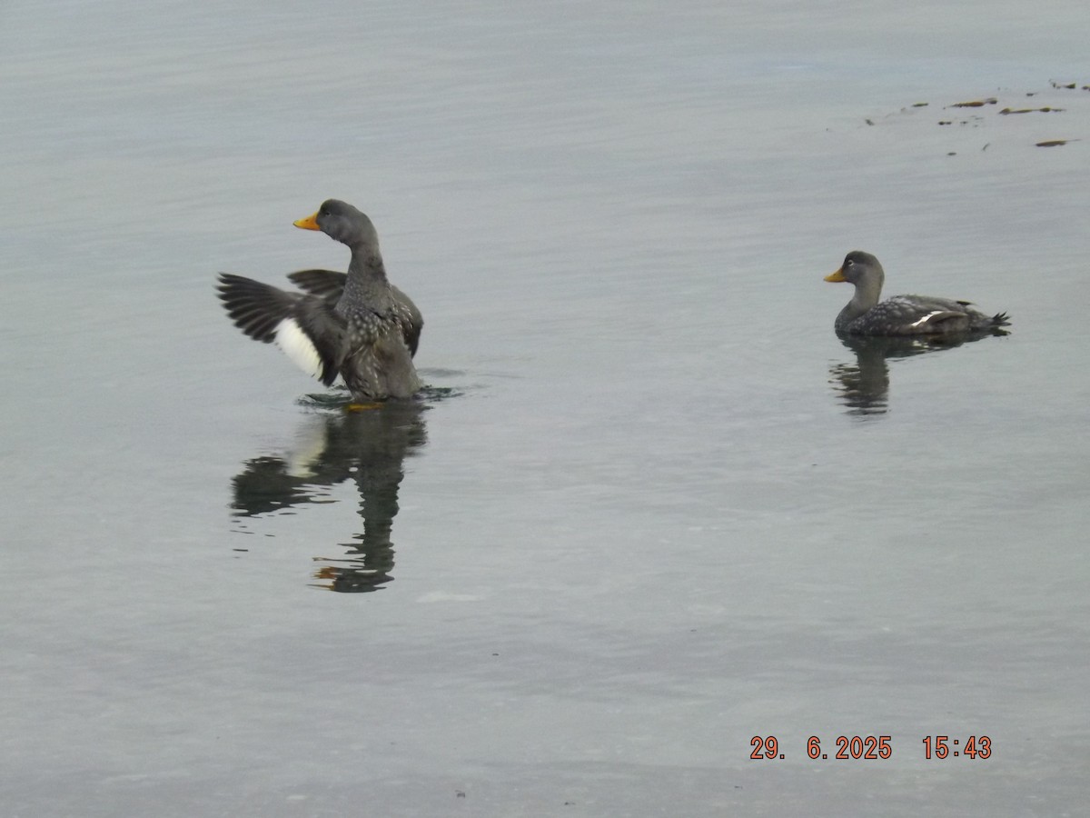 Flightless Steamer-Duck - ML638239325