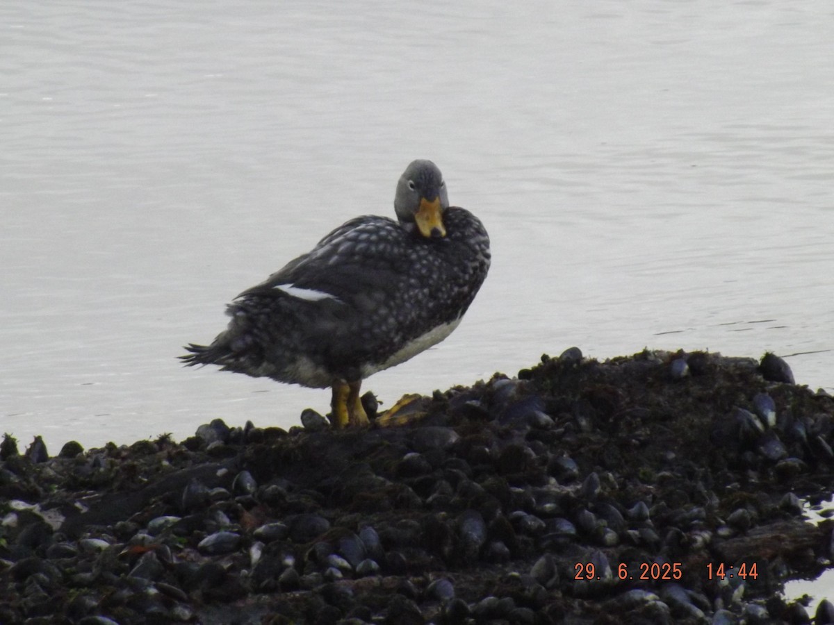 Flightless Steamer-Duck - ML638239326