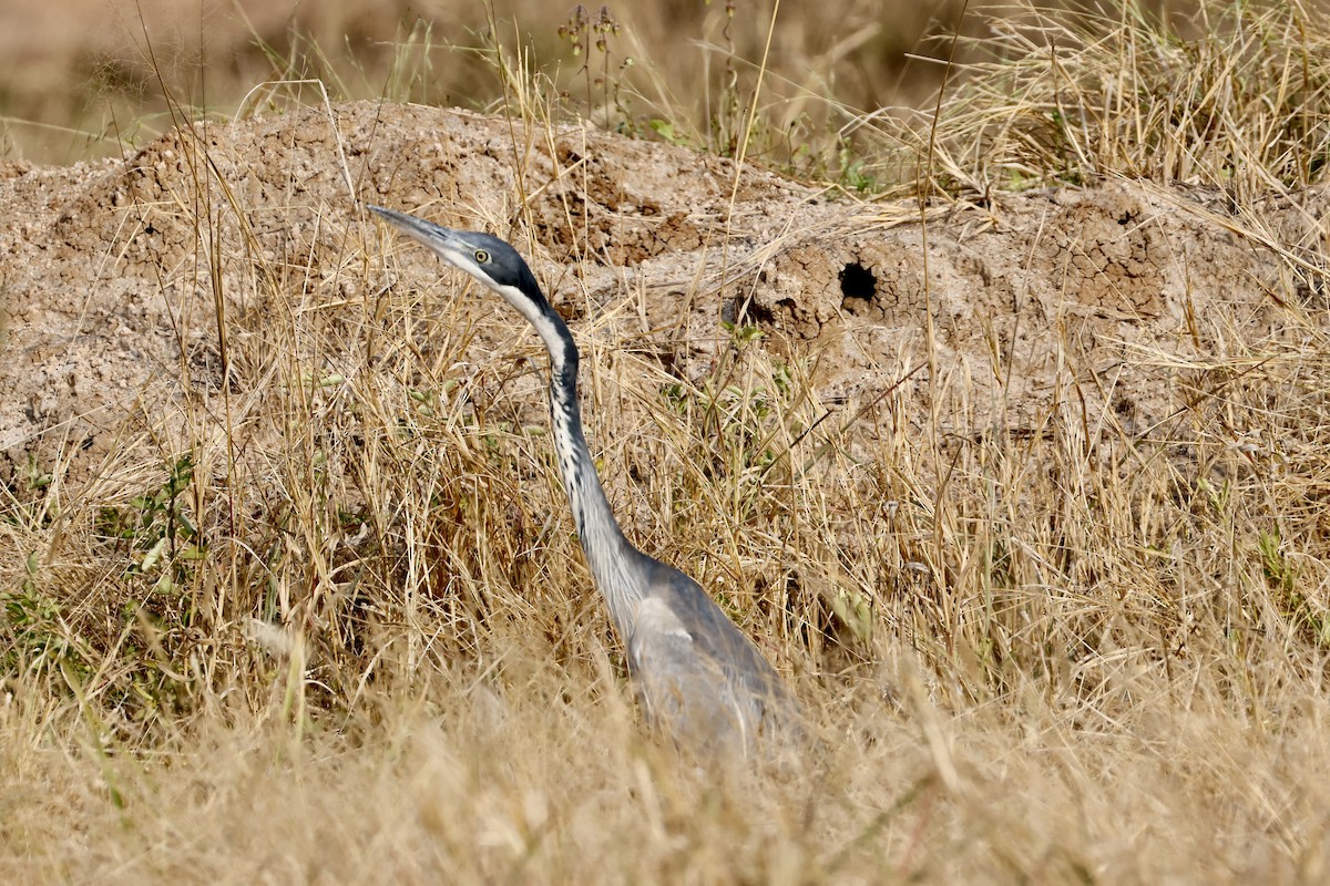 Black-headed Heron - ML638239334