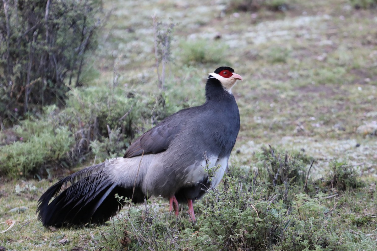 Tibetan Eared-Pheasant - ML638239335