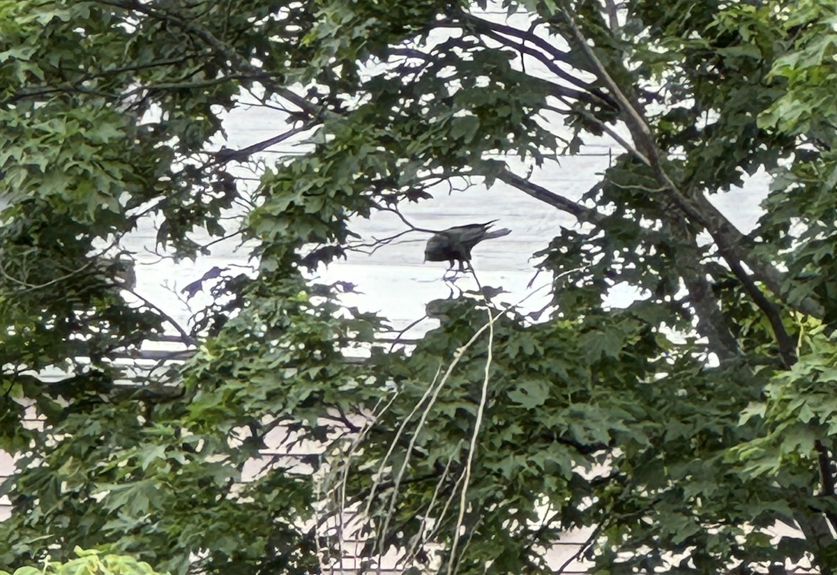 American Crow - ML638239337