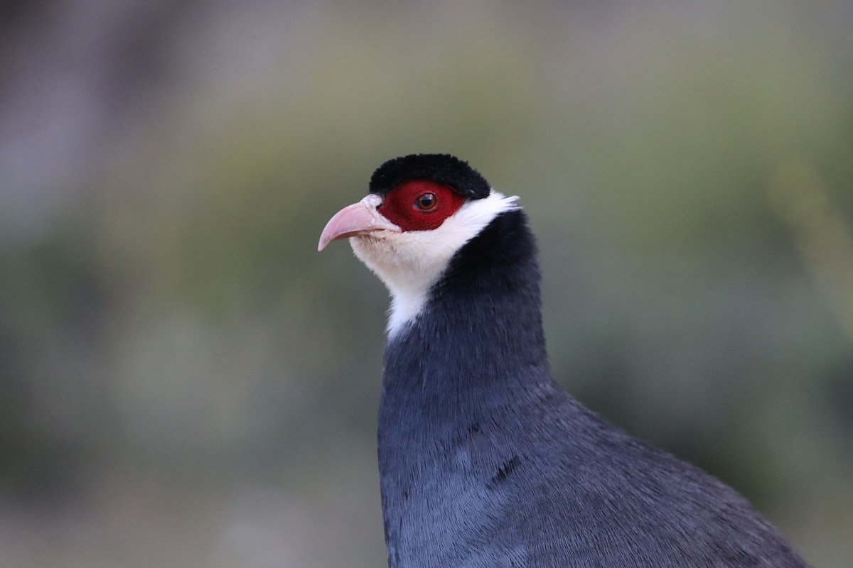 Tibetan Eared-Pheasant - ML638239339