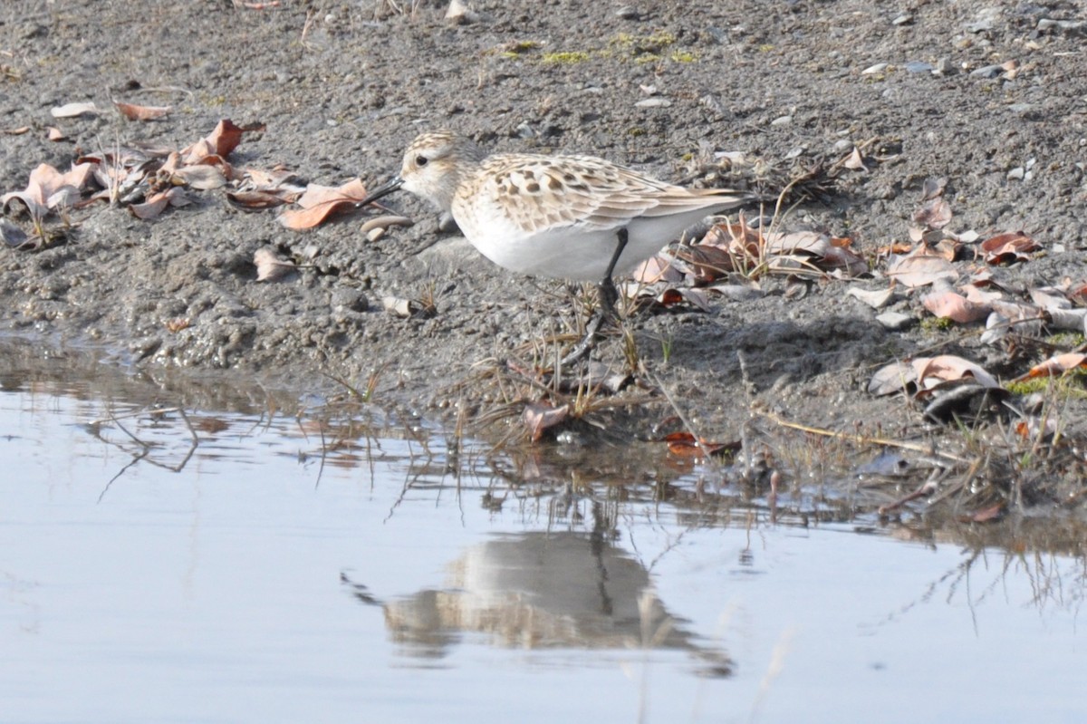 Baird's Sandpiper - ML638239351