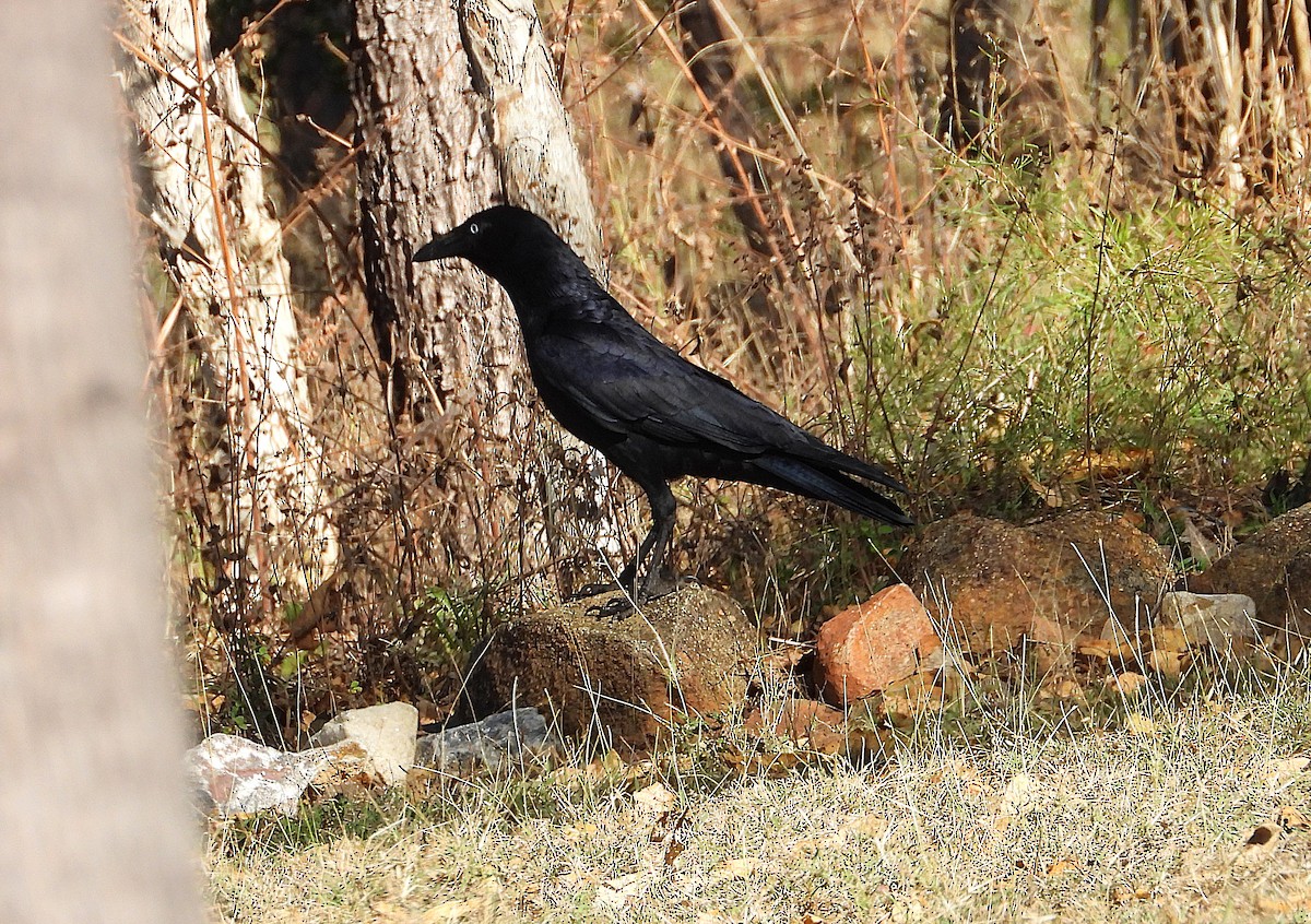 Torresian Crow - ML638239353