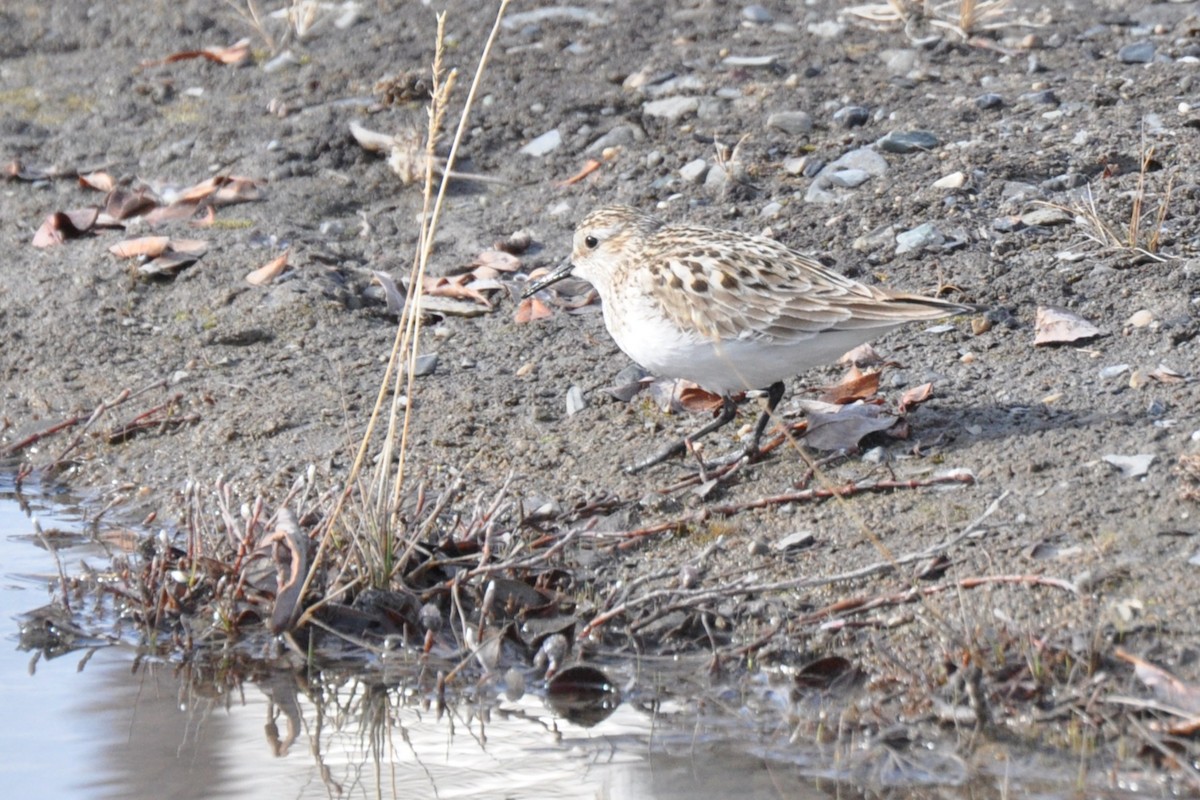 Baird's Sandpiper - ML638239357