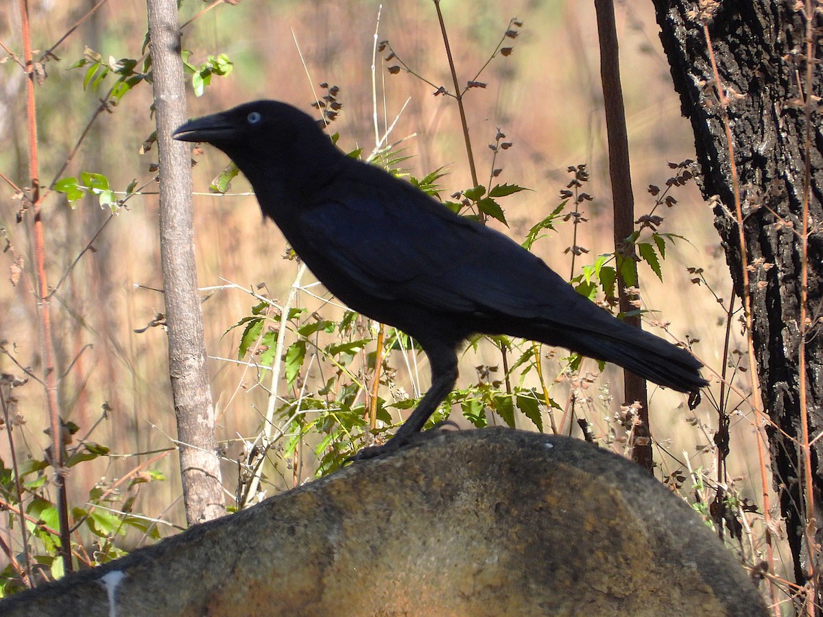Torresian Crow - ML638239359