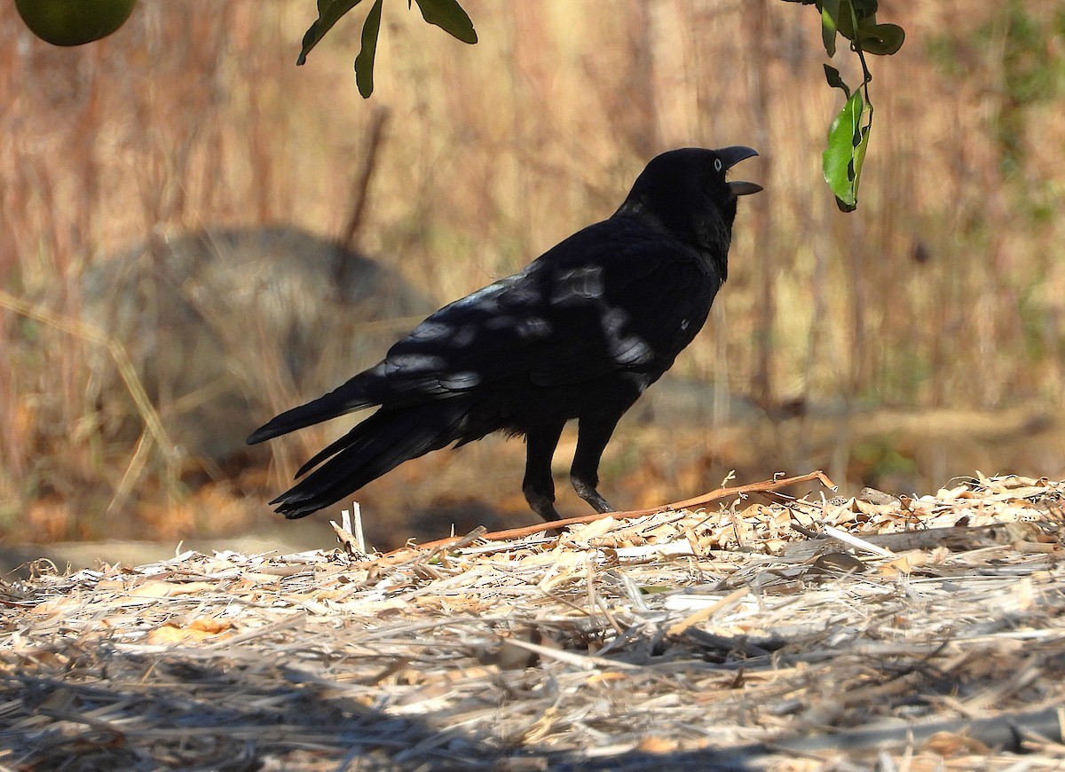 Torresian Crow - ML638239360