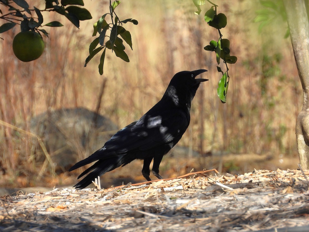 Torresian Crow - ML638239377
