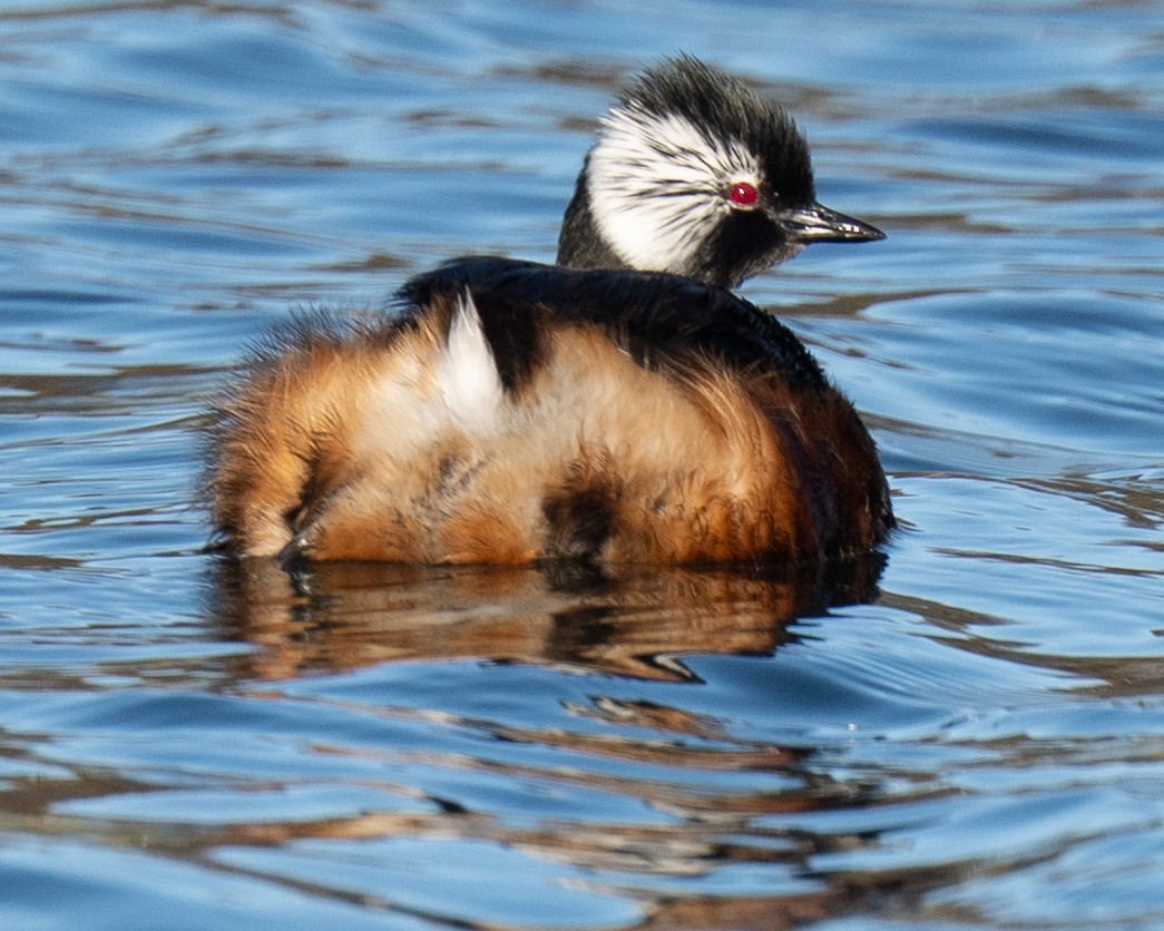 White-tufted Grebe - ML638239382