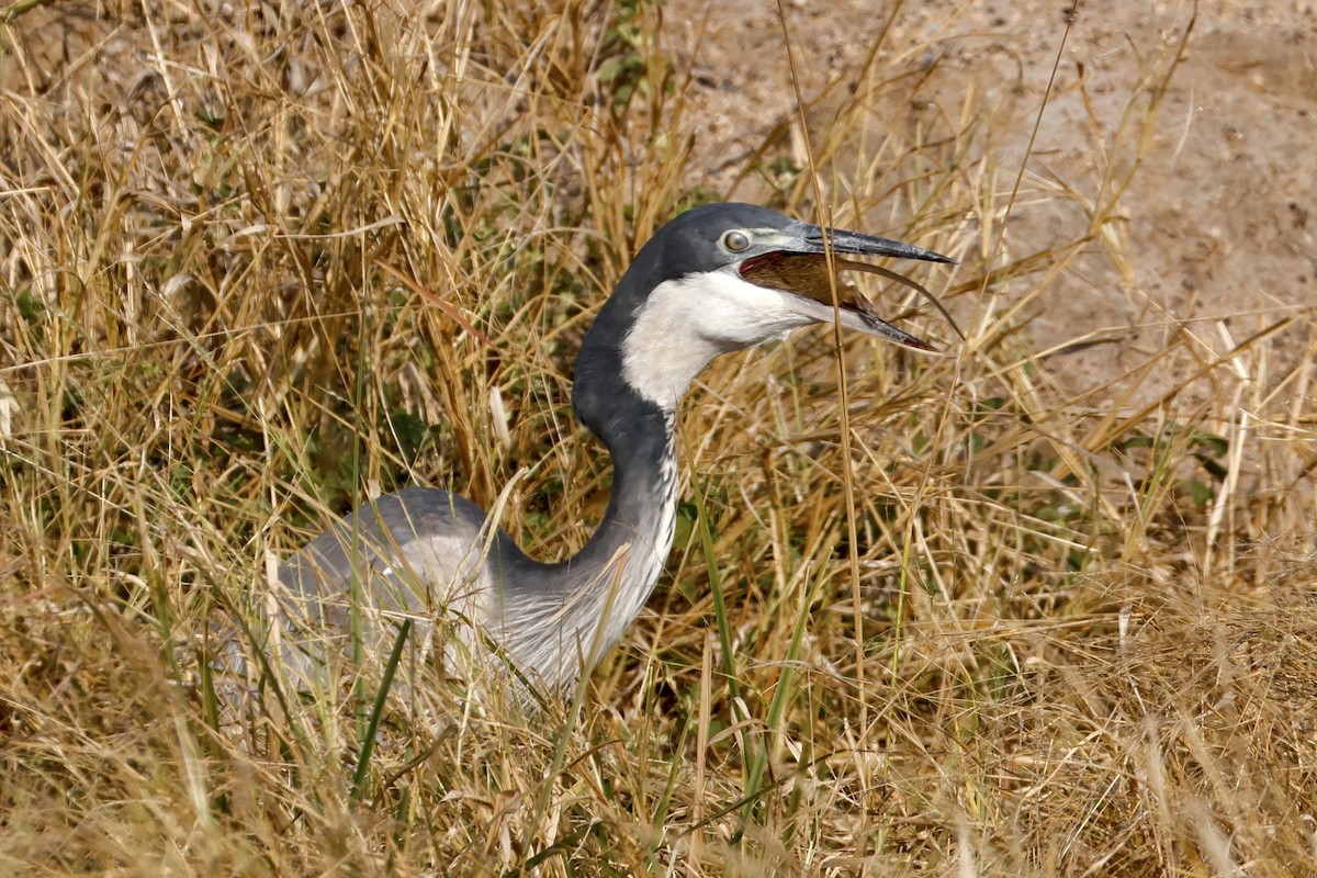 Black-headed Heron - ML638239396