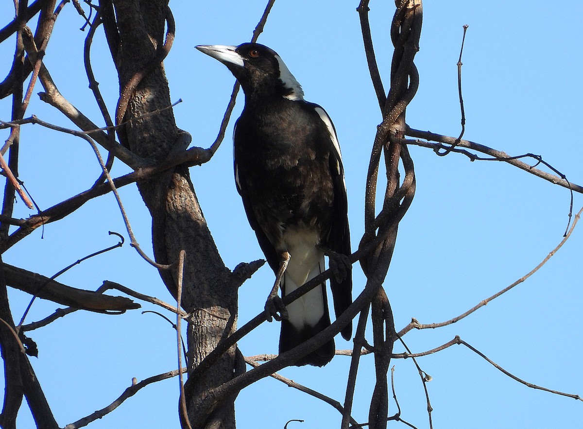 Australian Magpie - ML638239415