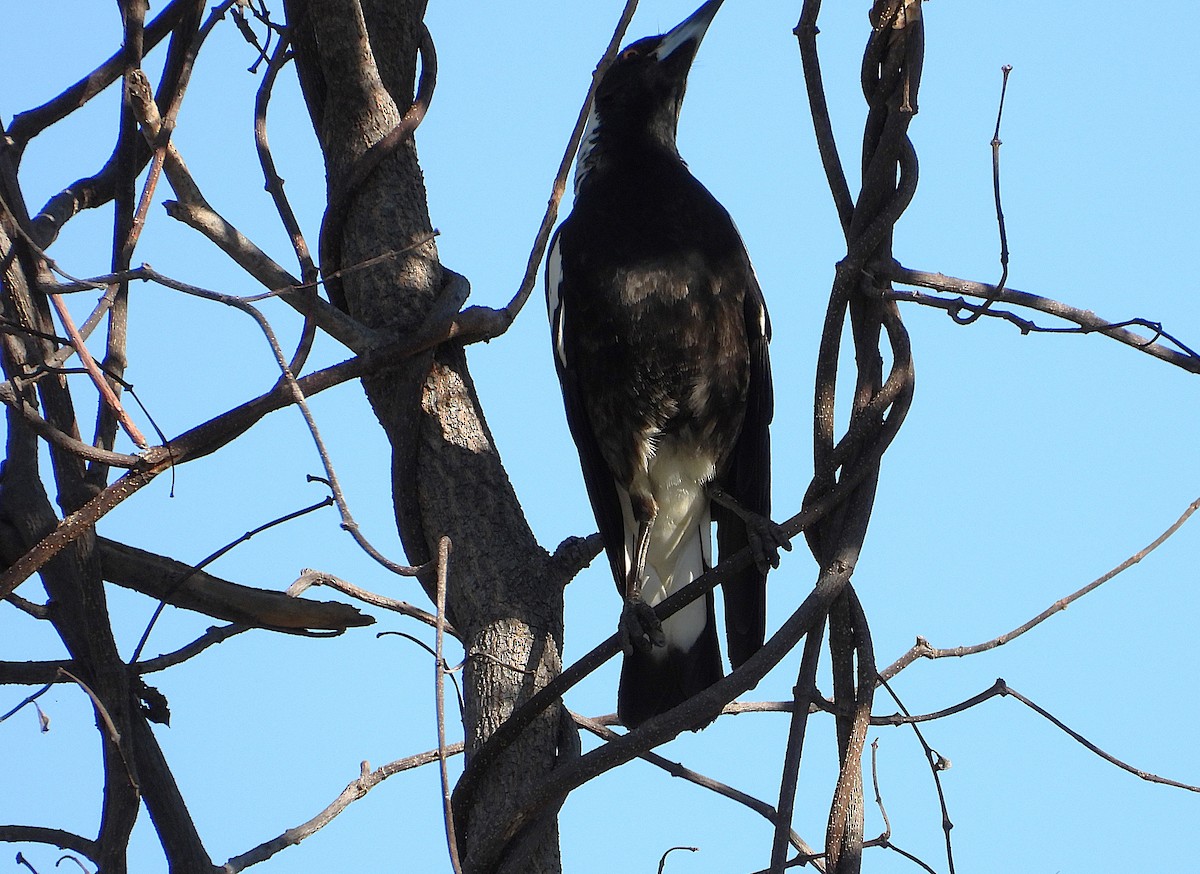 Australian Magpie - ML638239419
