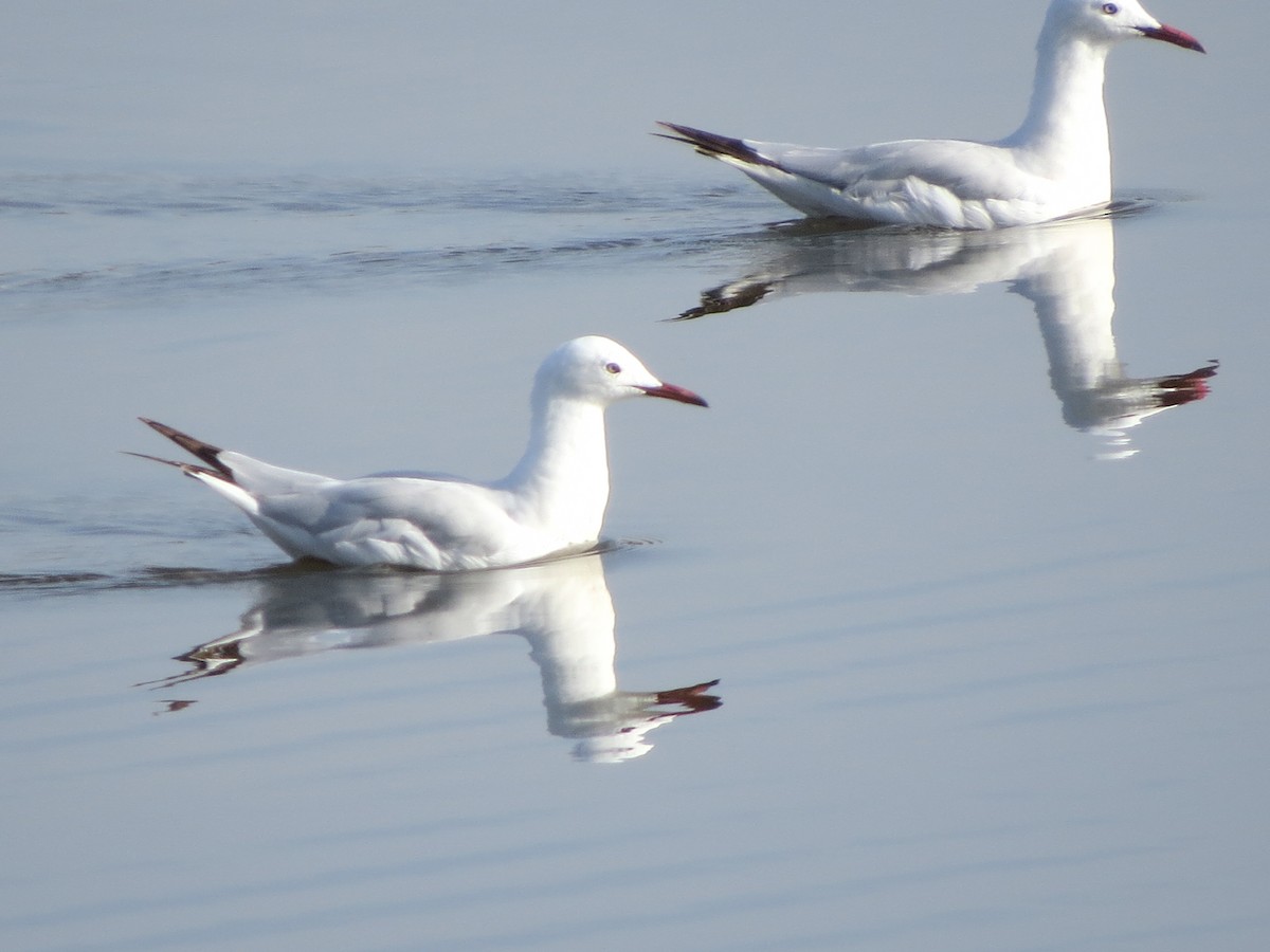 Slender-billed Gull - ML638239421