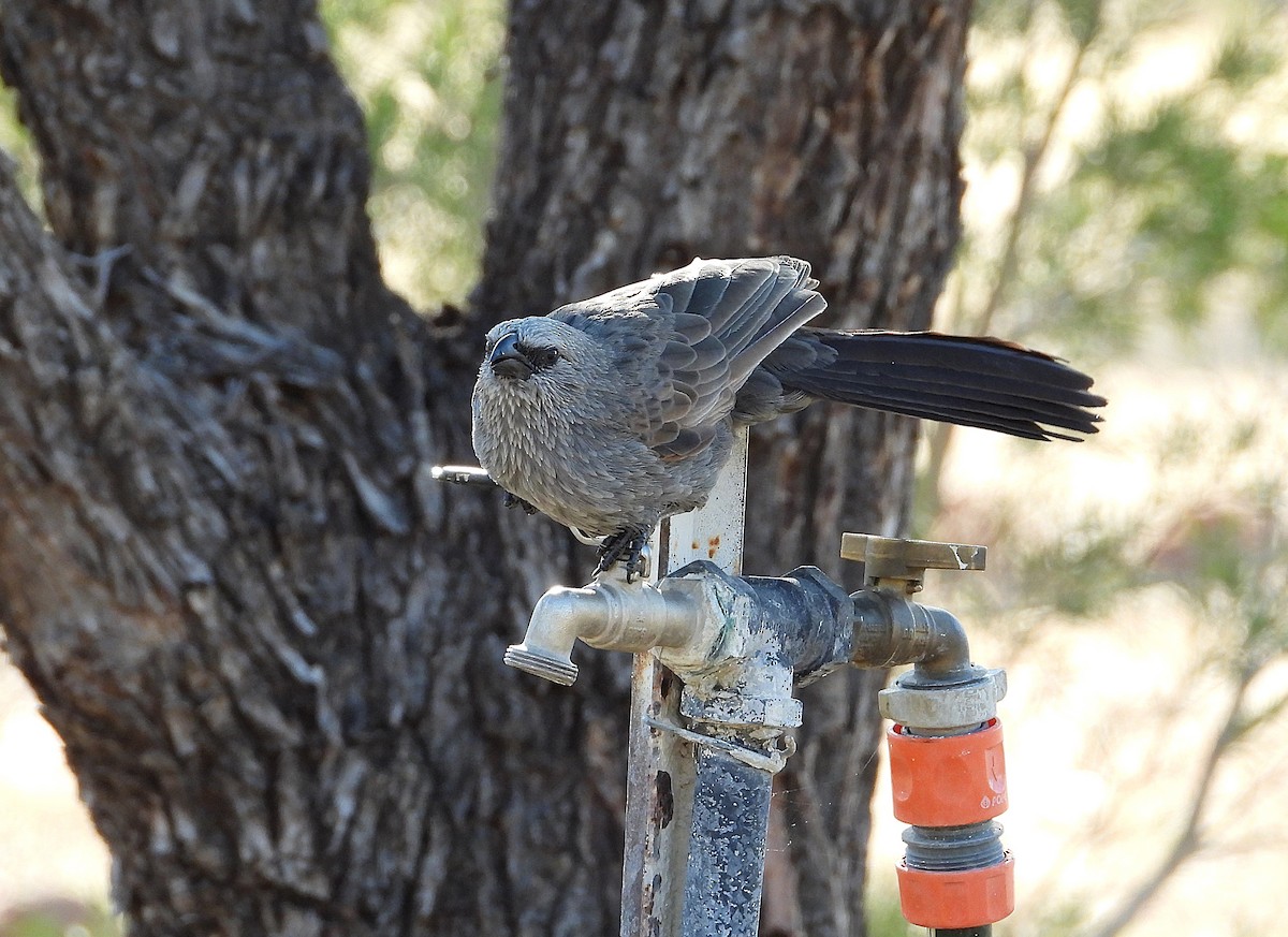 Apostlebird - ML638239456