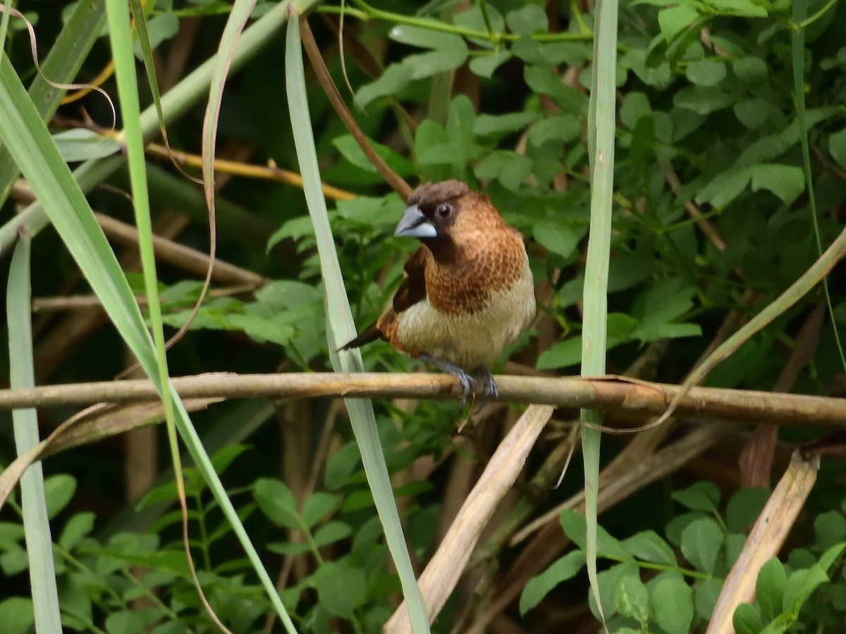 White-rumped Munia - ML638239458