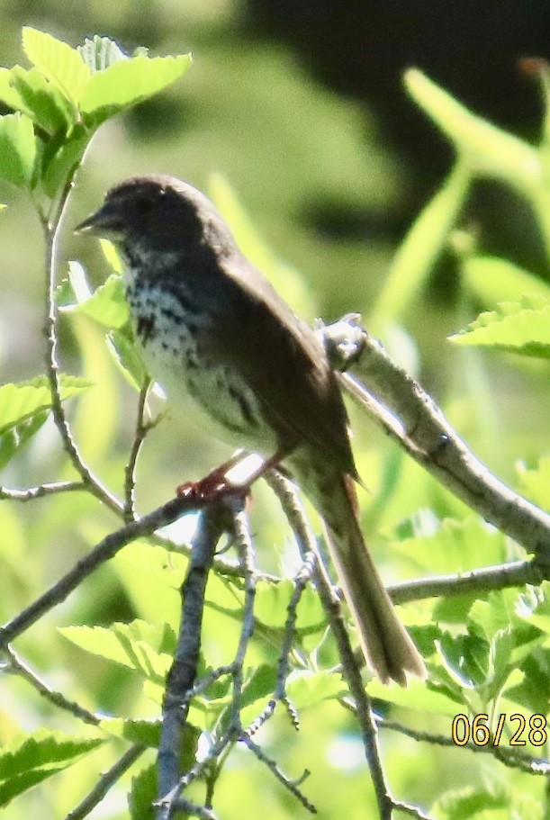 Fox Sparrow (Thick-billed) - ML638239460
