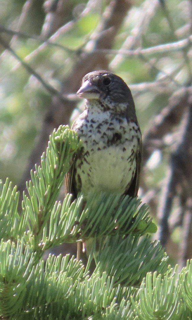Fox Sparrow (Thick-billed) - ML638239461