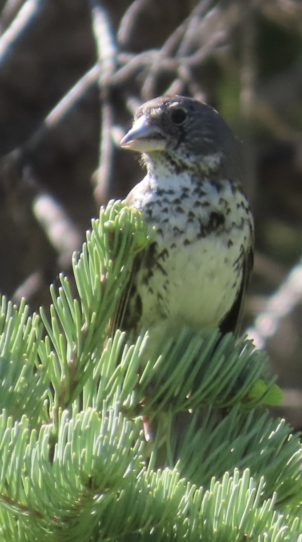 Fox Sparrow (Thick-billed) - ML638239462