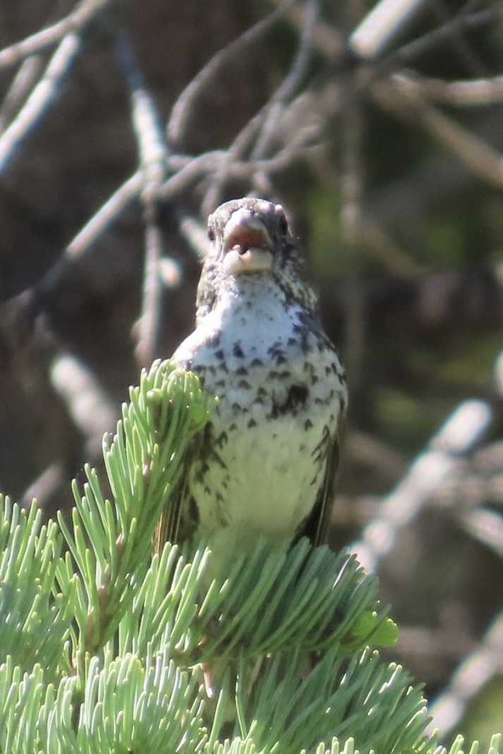 Fox Sparrow (Thick-billed) - ML638239463