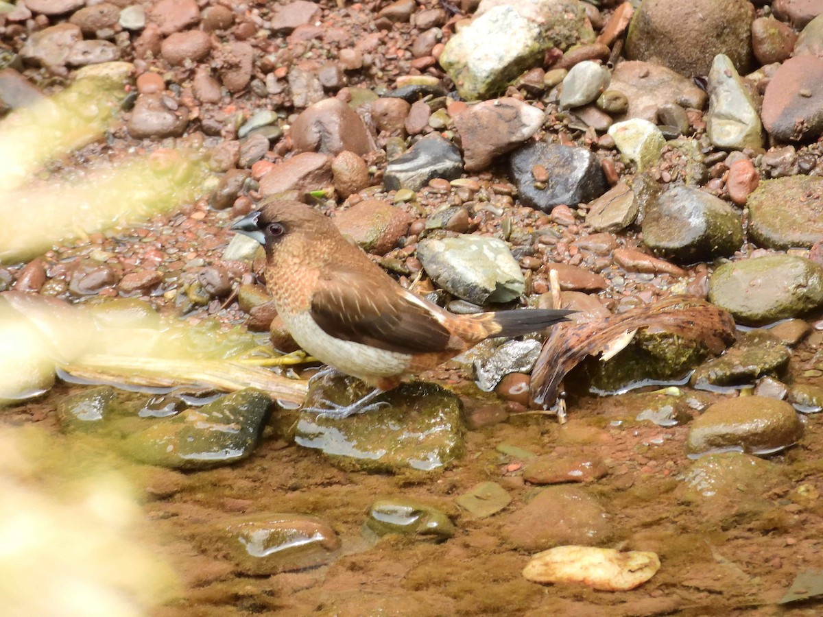 White-rumped Munia - ML638239464