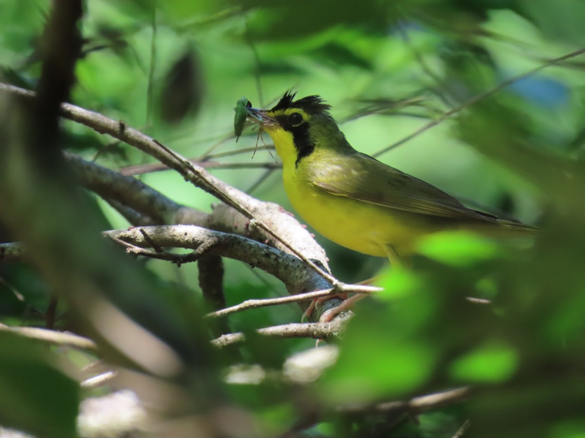 Kentucky Warbler - ML638239469