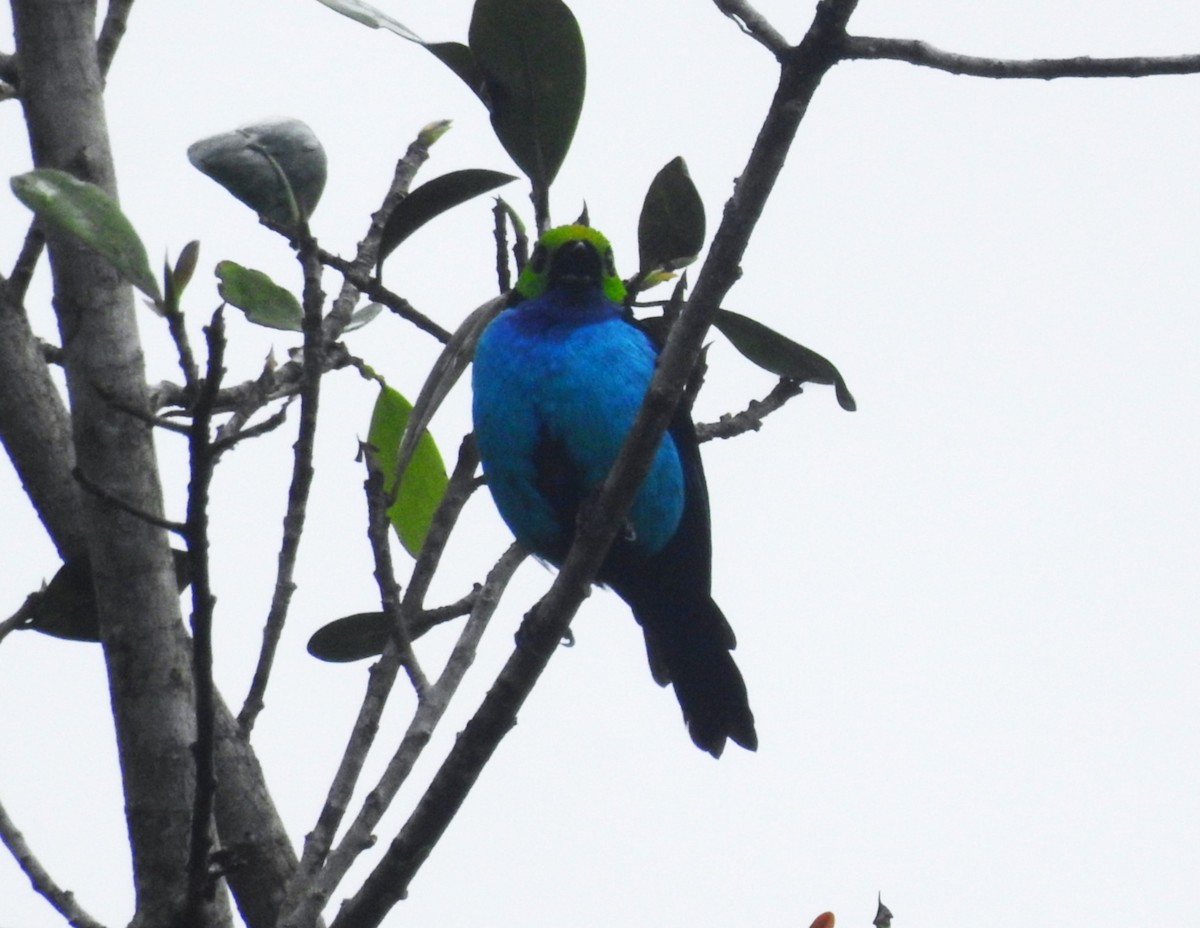 Paradise Tanager - ML638239481