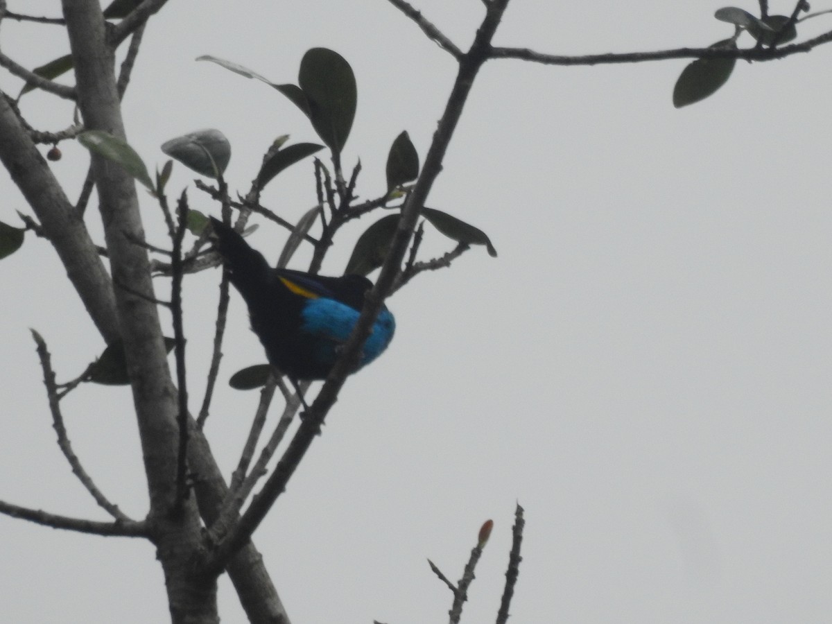 Paradise Tanager - ML638239483