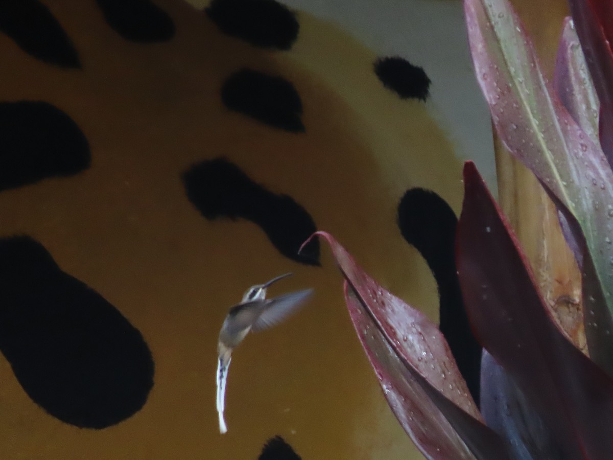 Sooty-capped Hermit - ML638239510
