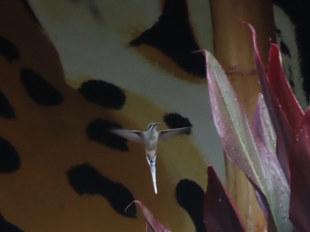 Sooty-capped Hermit - ML638239511