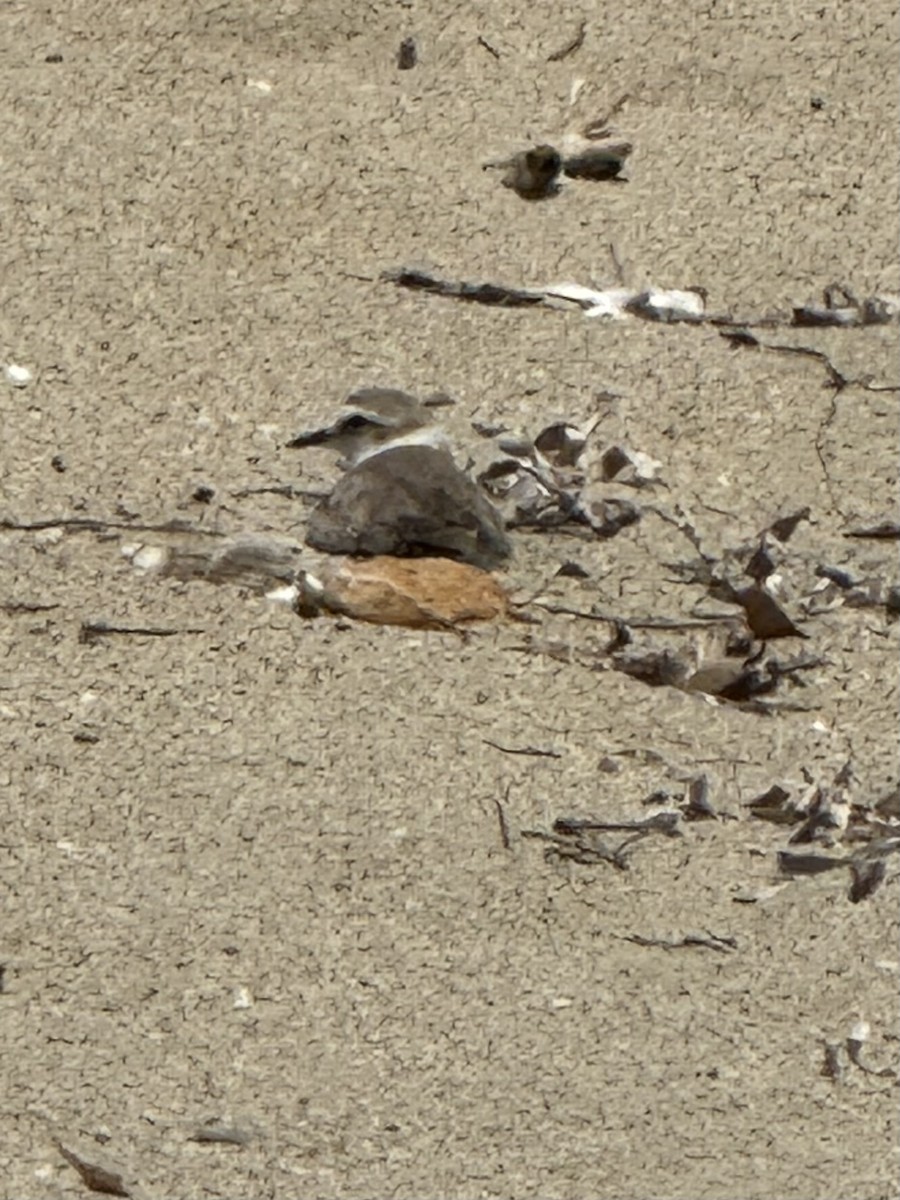 חופמי אלכסנדרי - ML638239513