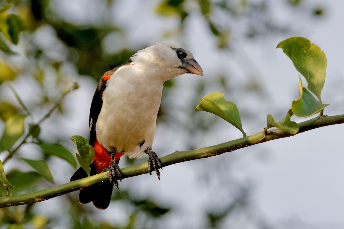 White-headed Buffalo-Weaver - ML638239516