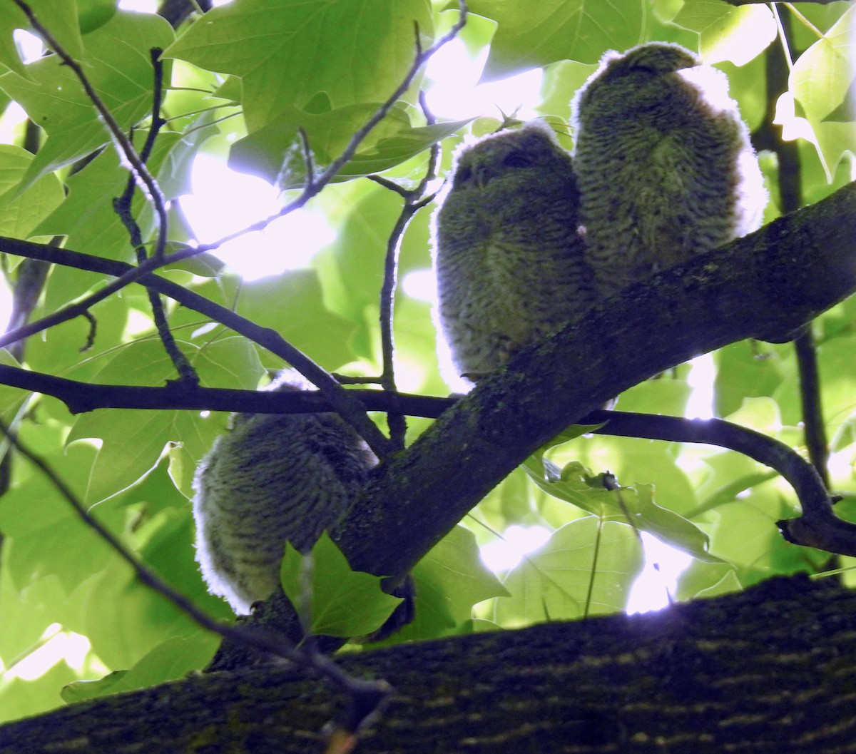 Eastern Screech-Owl - ML638239526