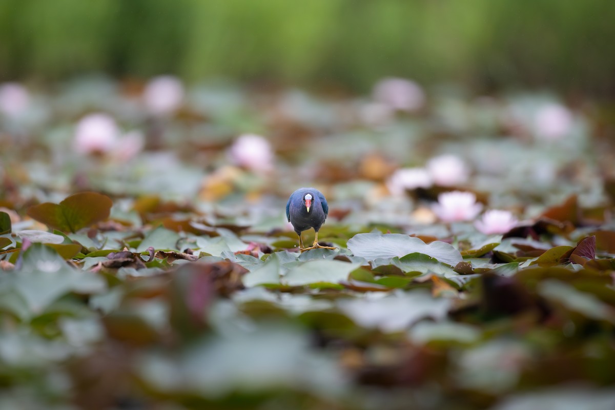 slípka žlutonohá - ML638239538