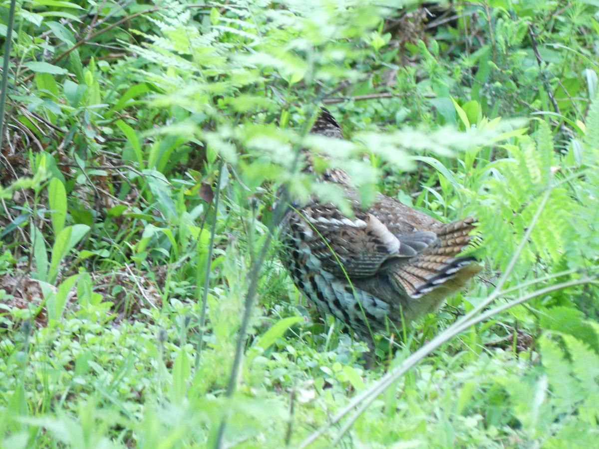 Ruffed Grouse - ML638239549