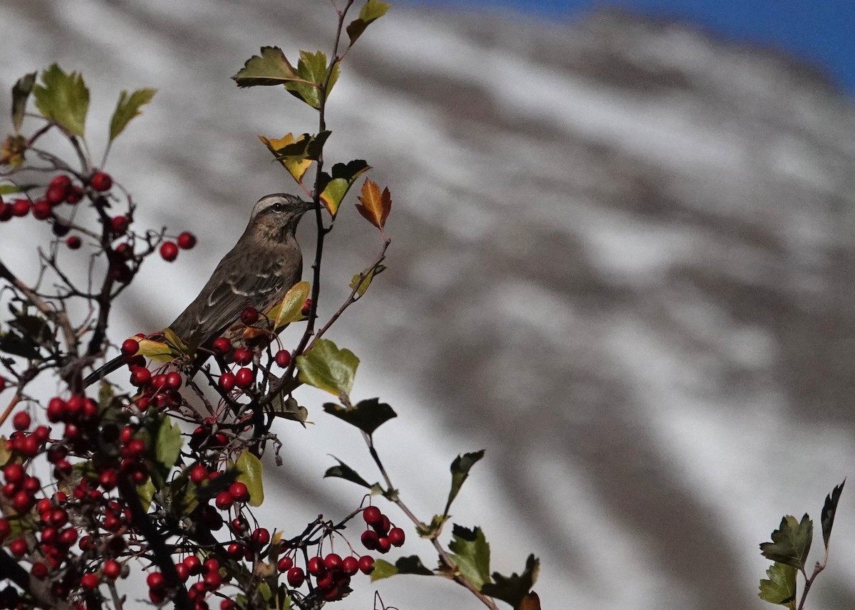 Chilean Mockingbird - ML638239558