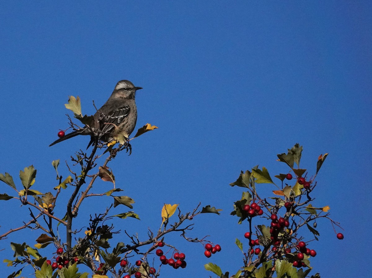 Chilean Mockingbird - ML638239559
