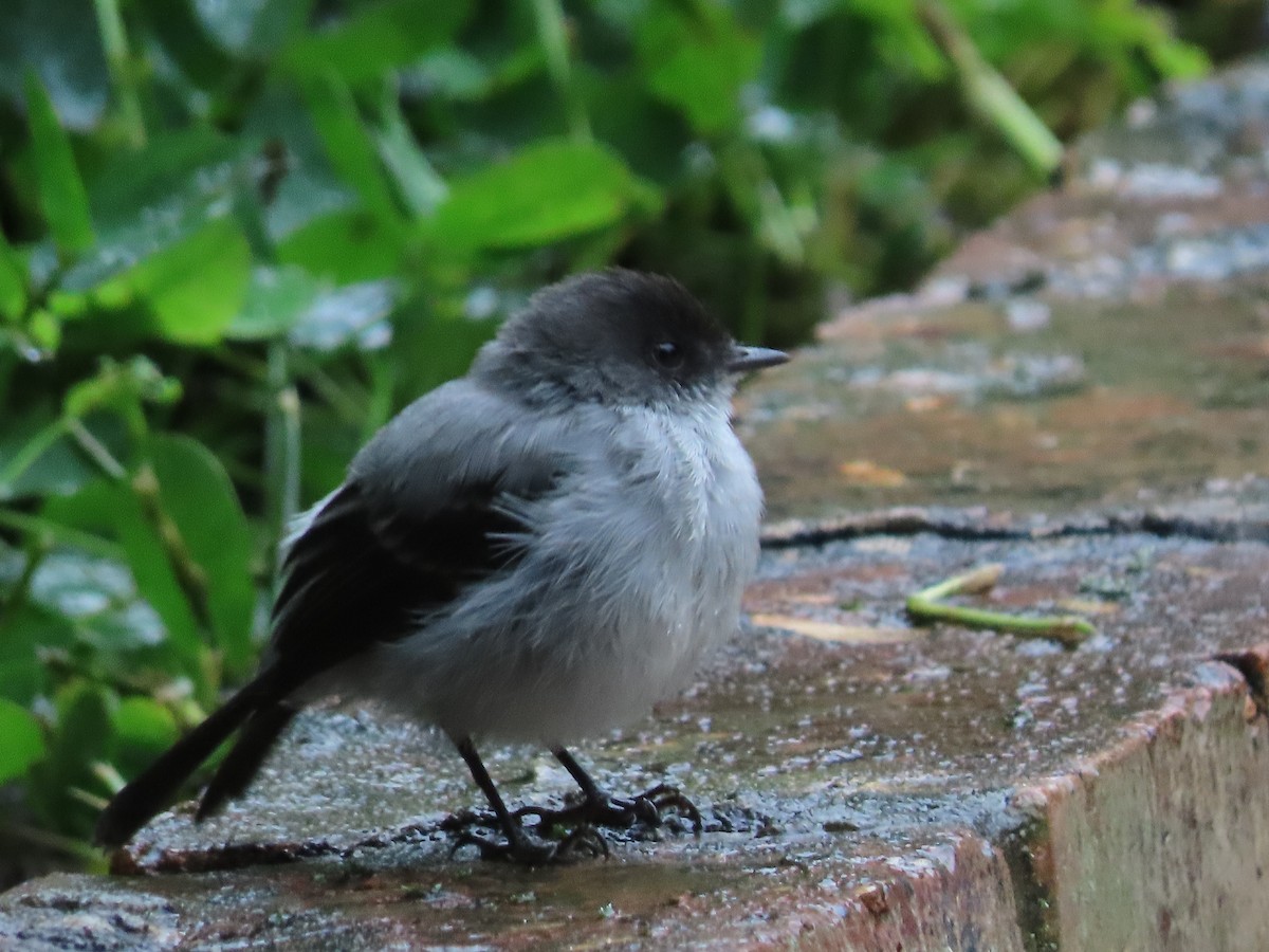 Torrent Tyrannulet - ML638239585