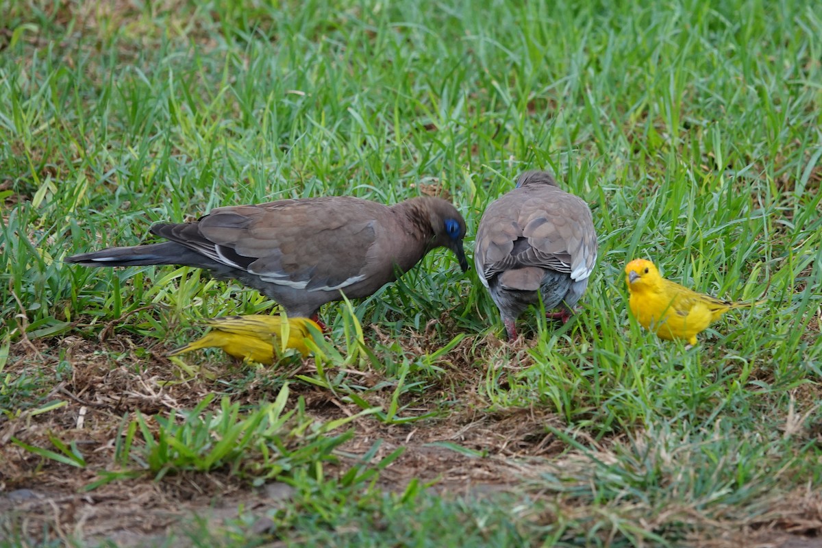West Peruvian Dove - ML638239590