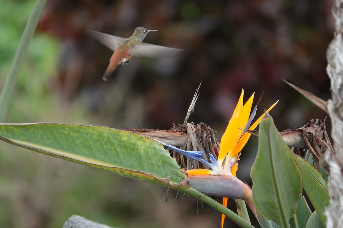 Amazilia Hummingbird - ML638239601